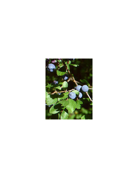 MSA PRUNUS SPINOSA 50ML