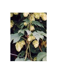 TSA HUMULUS LUPULUS 50ML