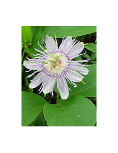 Tsa passiflora incarnata 50 ml