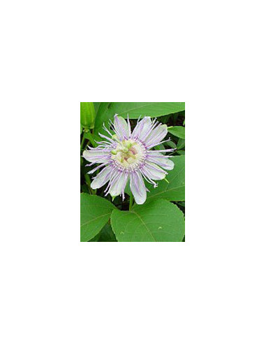 Tsa passiflora incarnata 50 ml