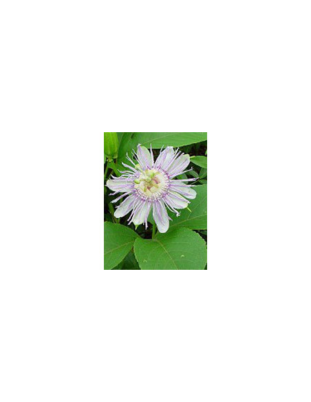 Tsa passiflora incarnata 50 ml