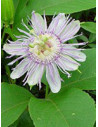 Tsa passiflora incarnata 50 ml