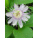 Tsa passiflora incarnata 50 ml