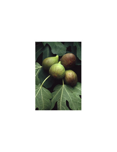 Msa ficus carica 50ml