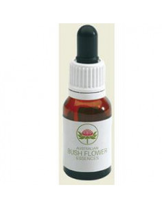 Grey spider flower austr 15ml