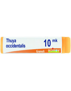 THUYA OCCIDENT XMK GL